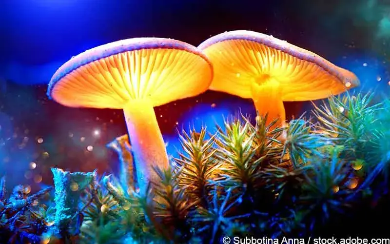Magic mushrooms