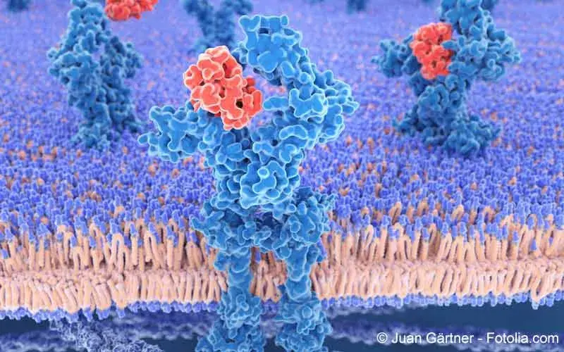 Rezeptor Zellmembran