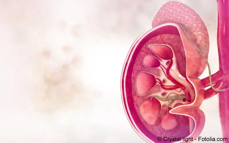 Nebenniere und Niere