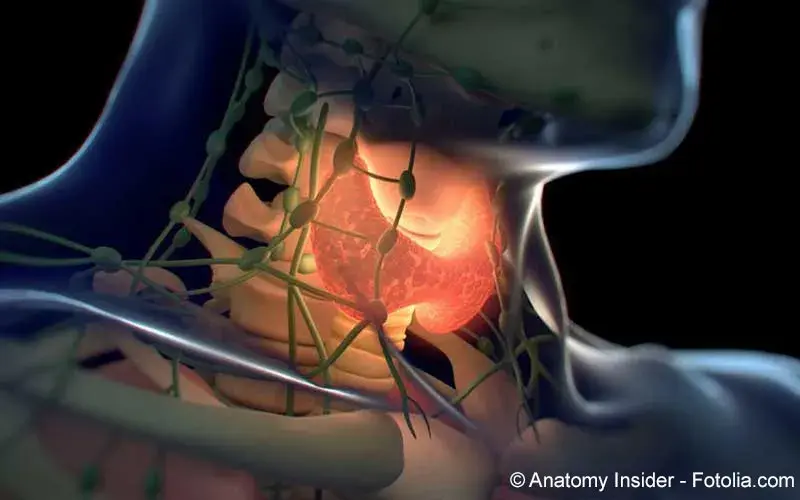 Schilddruese - Grafik