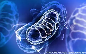 Mitochondrium Mitochondrium