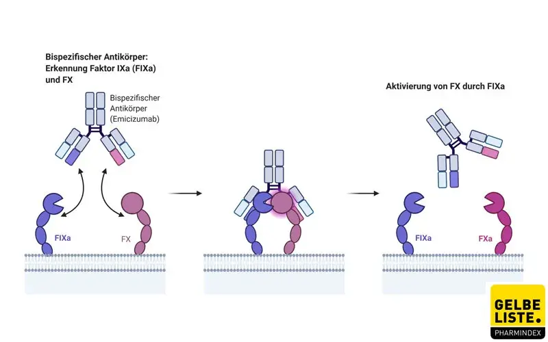 Emicizumab Wirkmechanismus Emicizumab Wirkmechanismus