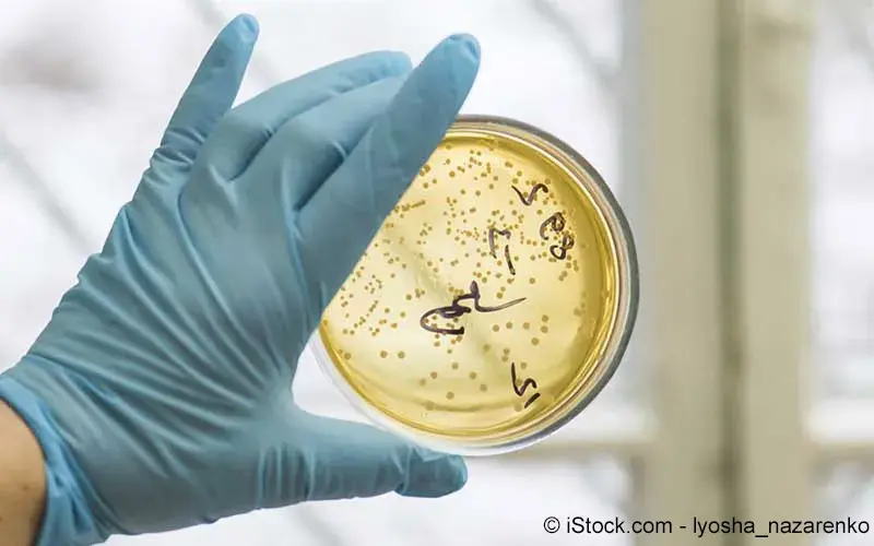 Blasenentzuendung-bakterien