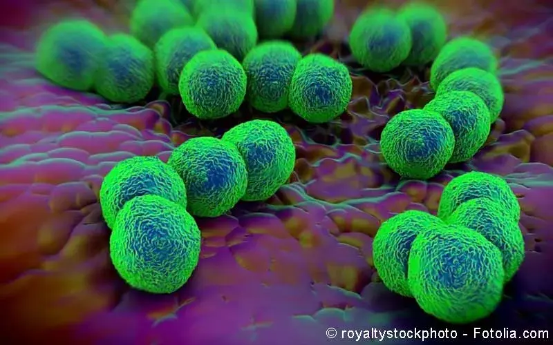 Neisseria gonorrhoeae bacteria