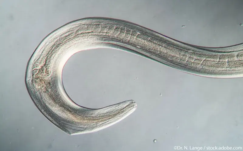 Wurm Parasit