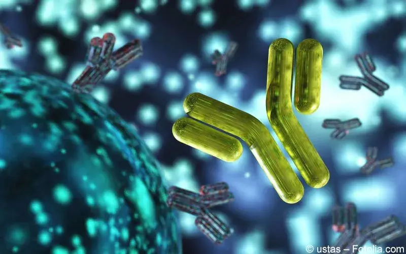 Antikoerper und Zellen