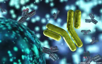 Antikoerper und Zellen Antikoerper und Zellen