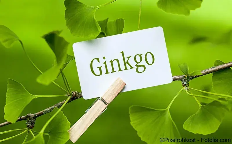 Ginkgo biloba