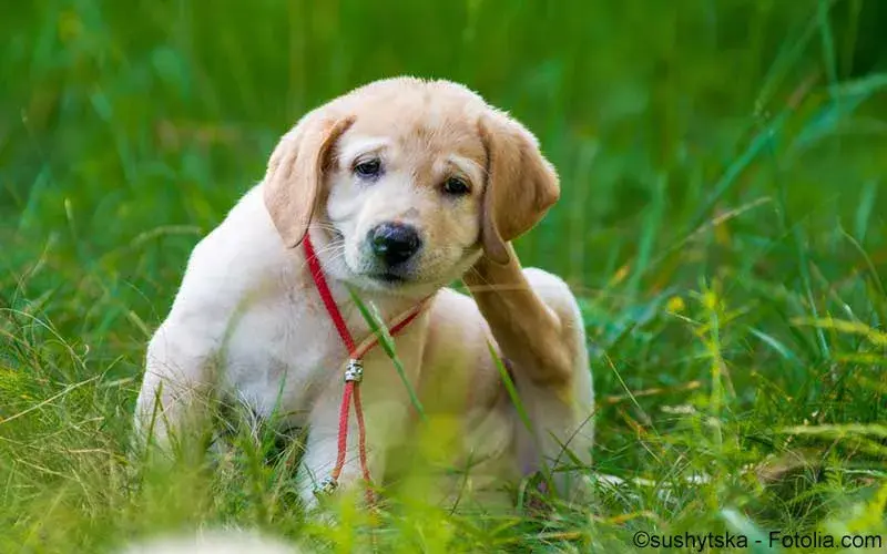 Golden Retriever Welpe