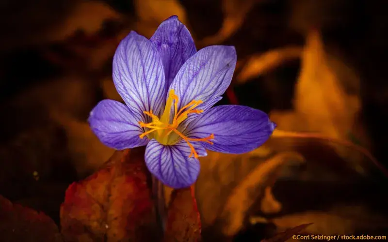 Colchicin_Herbstzeitlose Colchicin_Herbstzeitlose