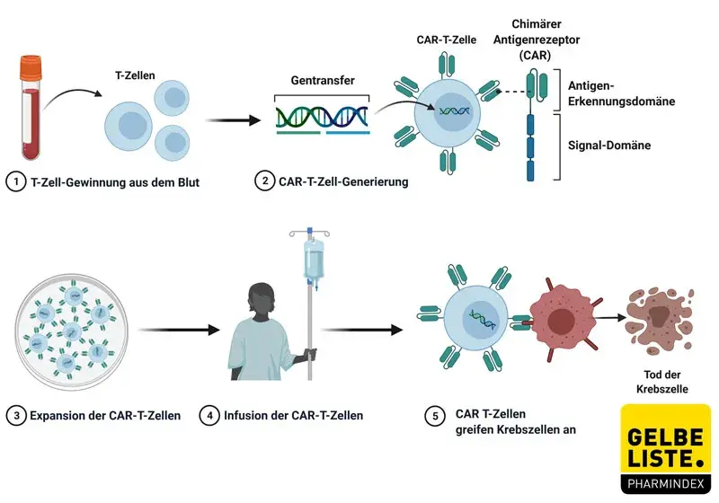 CAR-T-Zell Generierung und Wirkung