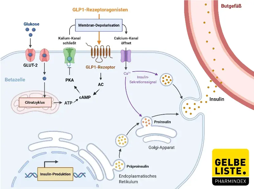 Metformin zeit online