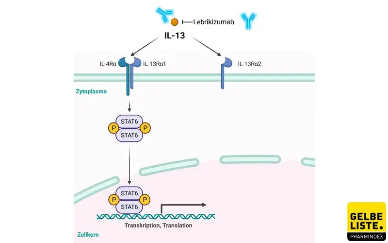 Lebrikizumab