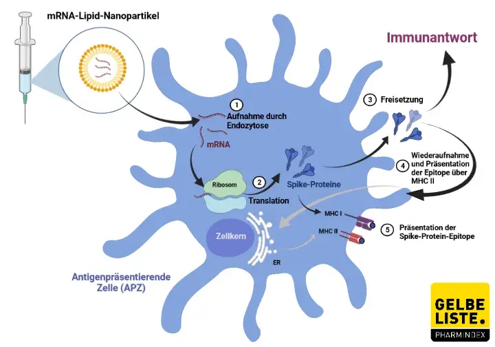 der corona impfstoff mrna 1273 spikevax gelbe liste