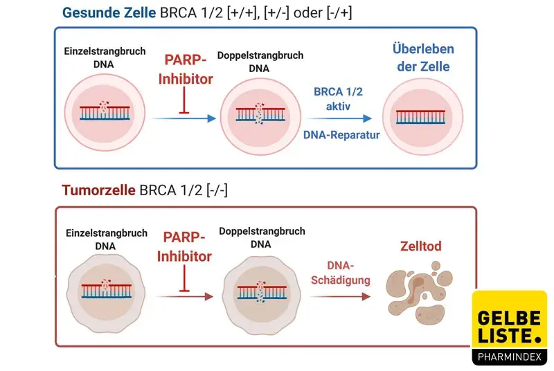 PARP-Inhibitoren allgemein