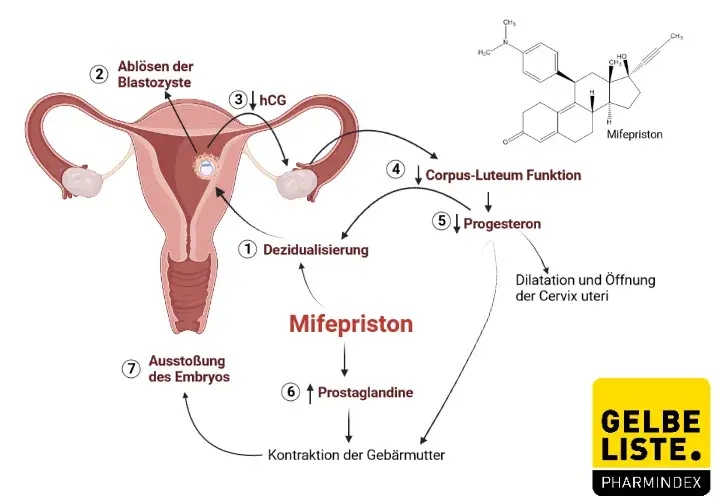 Wirkung Mifepriston