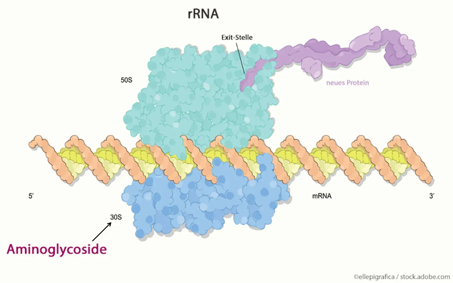 Aminoglycoside Aminoglycoside