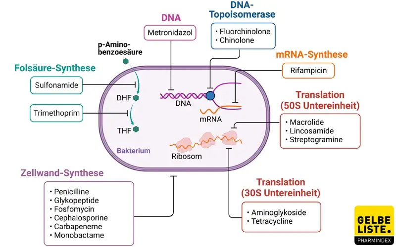 Antibiotika Targets Antibiotika Targets