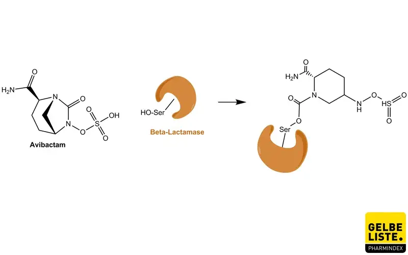 Avibactam_Beta-Lactamase Avibactam_Beta-Lactamase