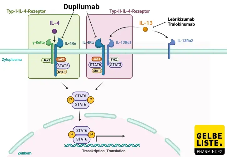 Dupilumab Dupilumab
