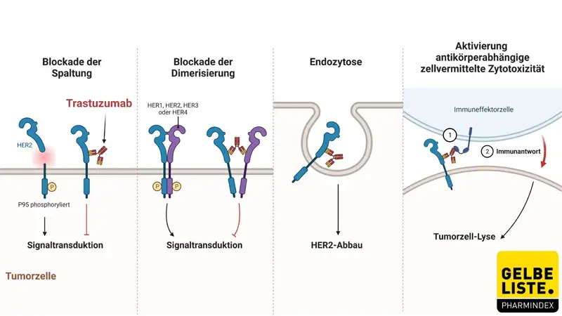 Trastuzumab Trastuzumab