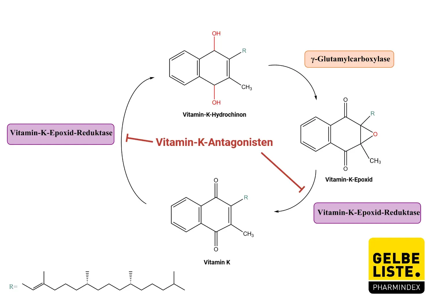 Vitamin-K-Antagonisten Vitamin-K-Antagonisten