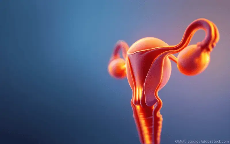 3D-Ovarien-Eierstöcke-Uterus-Frau