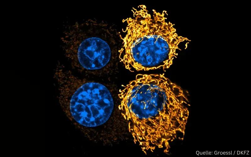 DKFZ-Pressemitteilung