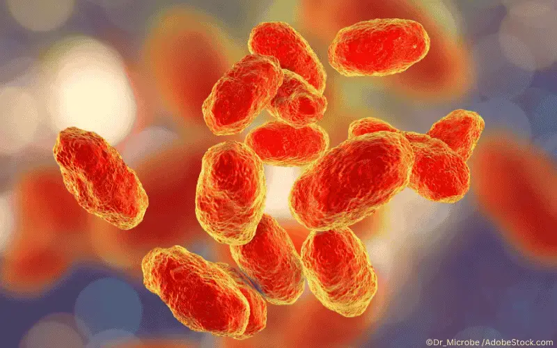 Haemophilus influenzae typ b Hib