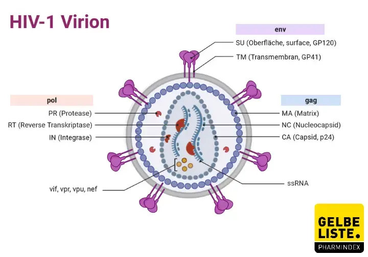 HIV-1 Structure