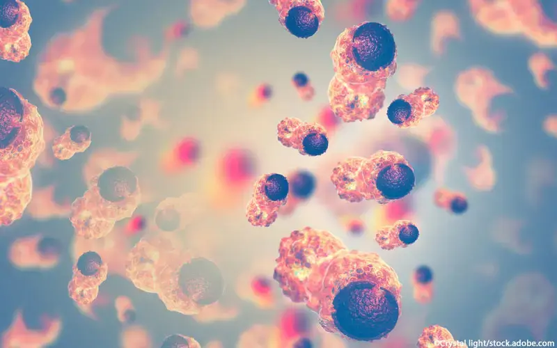 Krebszellen