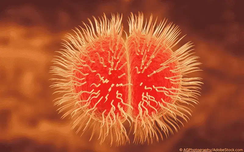 Neisseria meningitidis-meningokokken