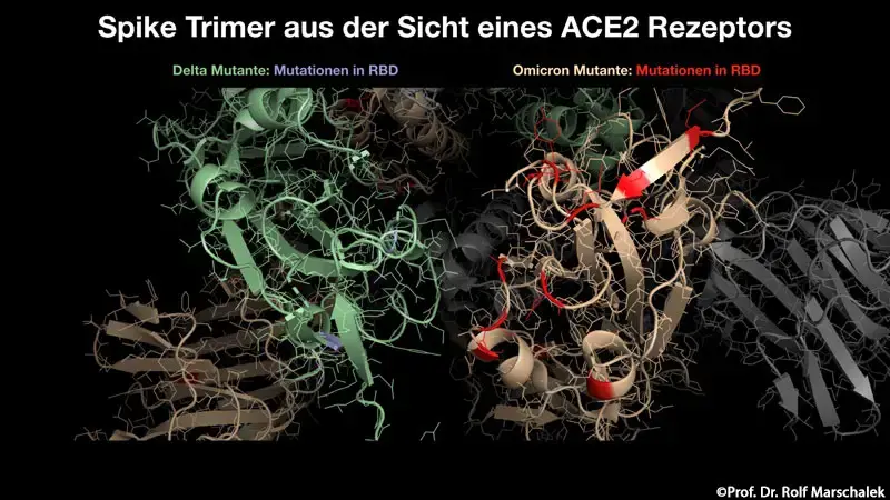 Omikron Spike Trimer