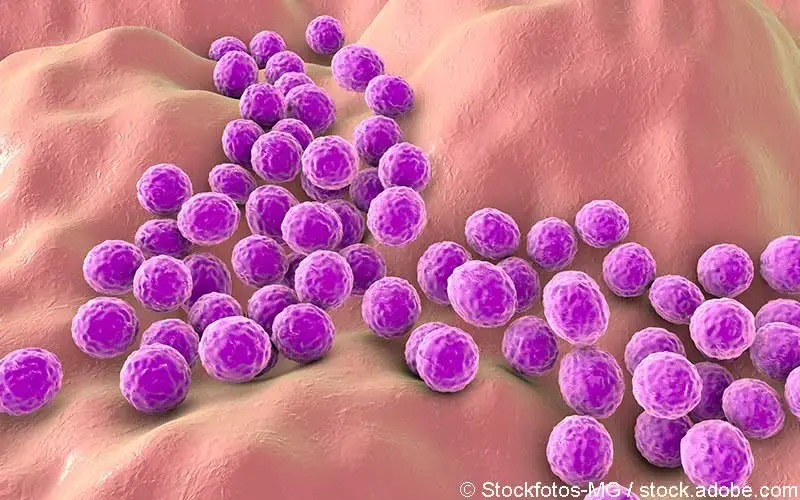 Staphyloccoccus-aureus