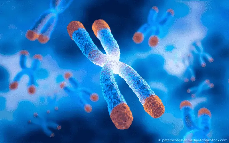 Telomere-Chromosomen