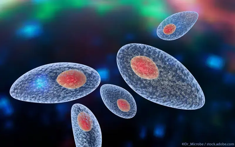 Toxoplasma gondii