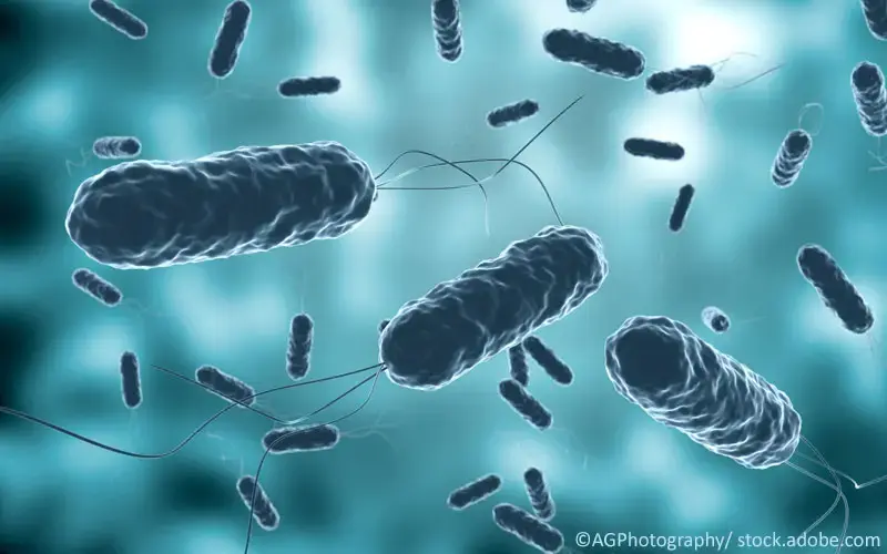 Vibrio Cholerae