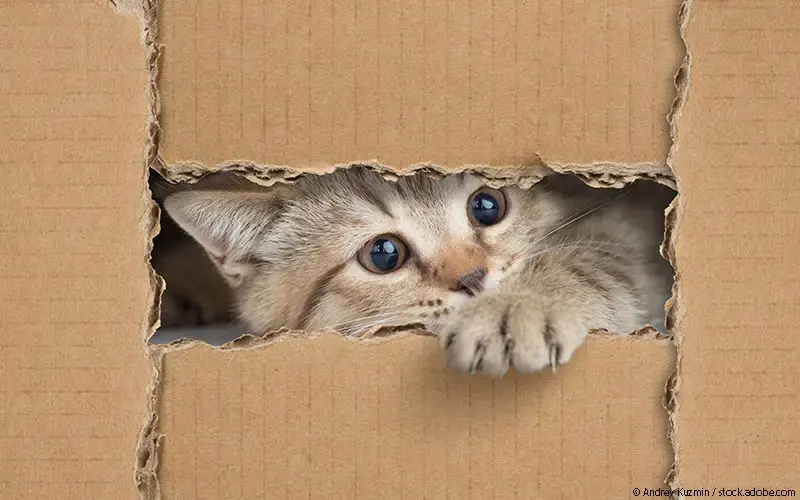 Katze Karton 