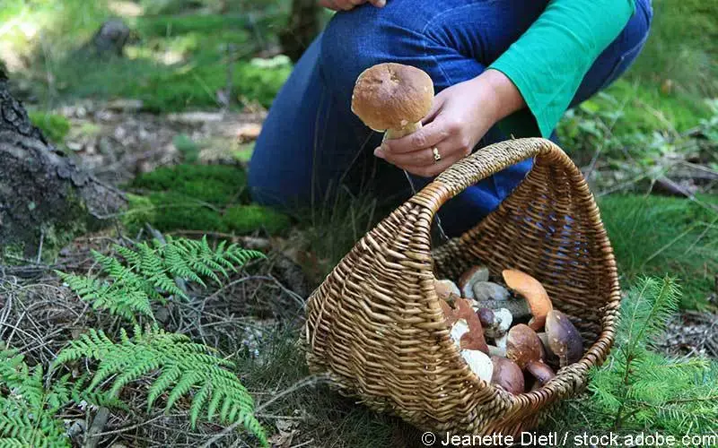 Pilze sammeln