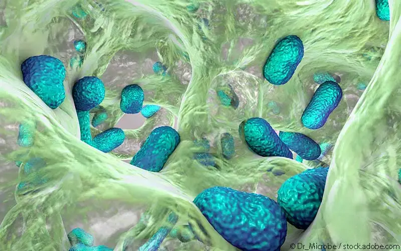 Acinetobacter Baumannii