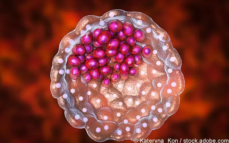 Blastozyste mit Trophoblastschichten 
