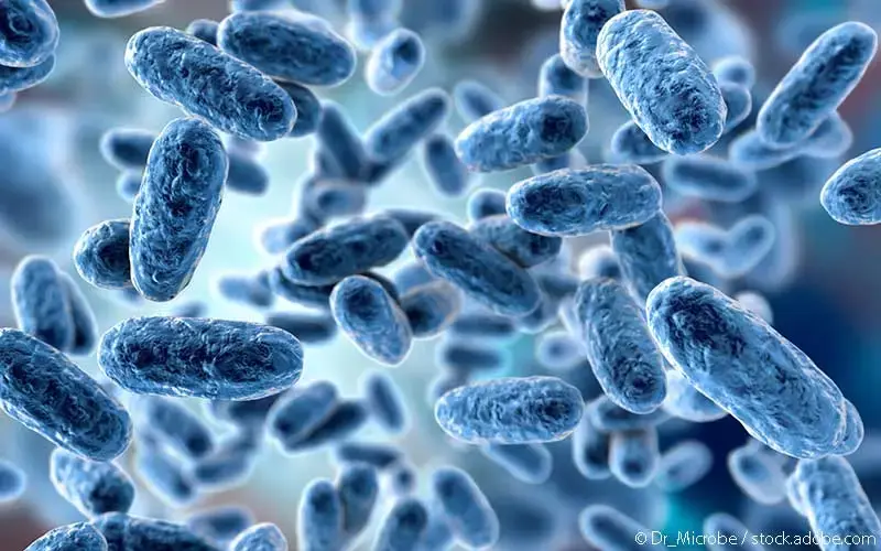 Bordetella pertussis