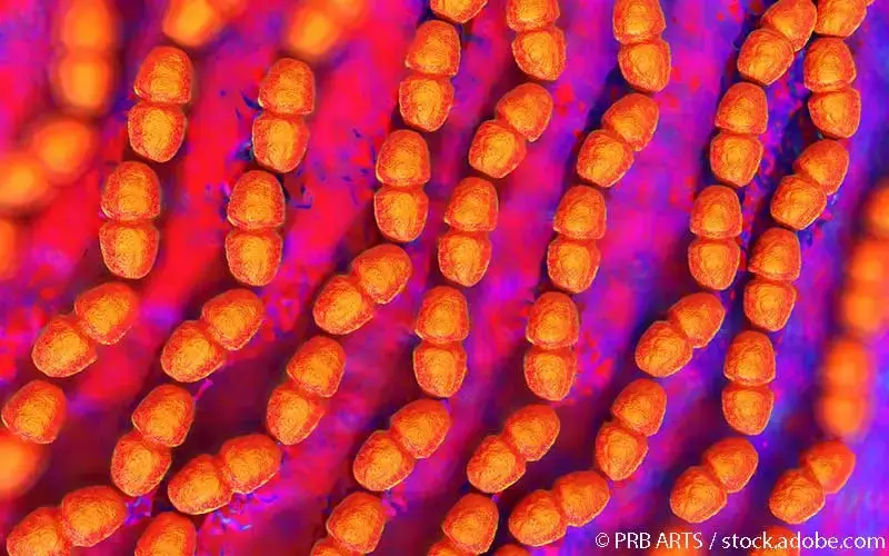 Enterococcus faecalis