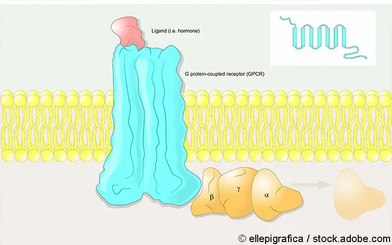 G-Protein-gekoppelter Rezeptor