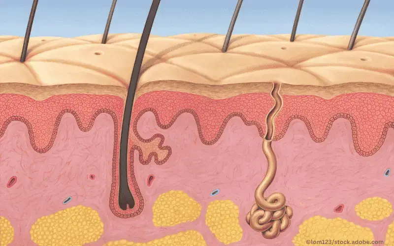 Haut-Querschnitt-Epidermis-Dermis