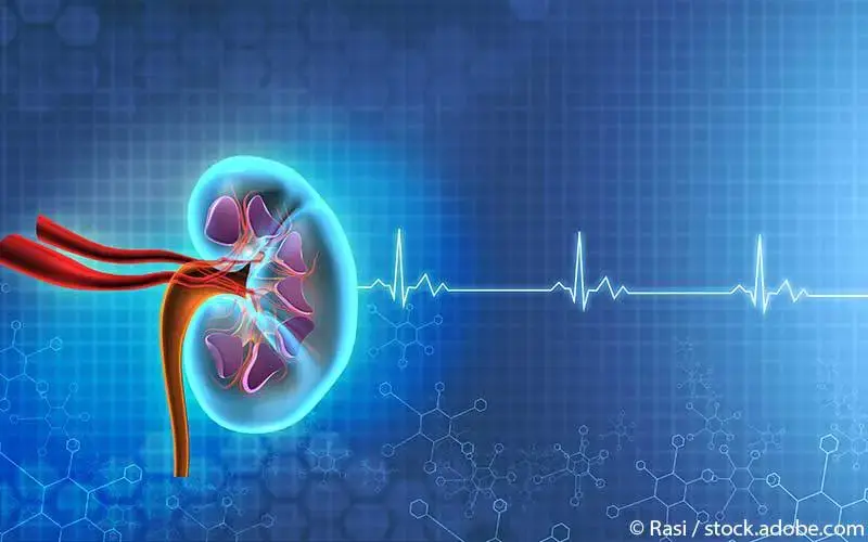 Herz-Niere Zusammenspiel