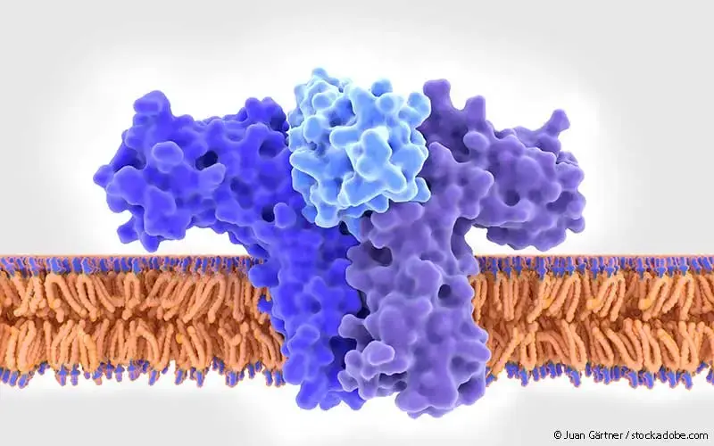 Il-4-bindung-zellmebran