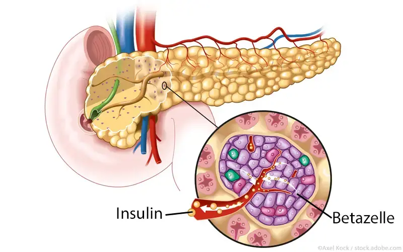 Inselzellen Pankreas