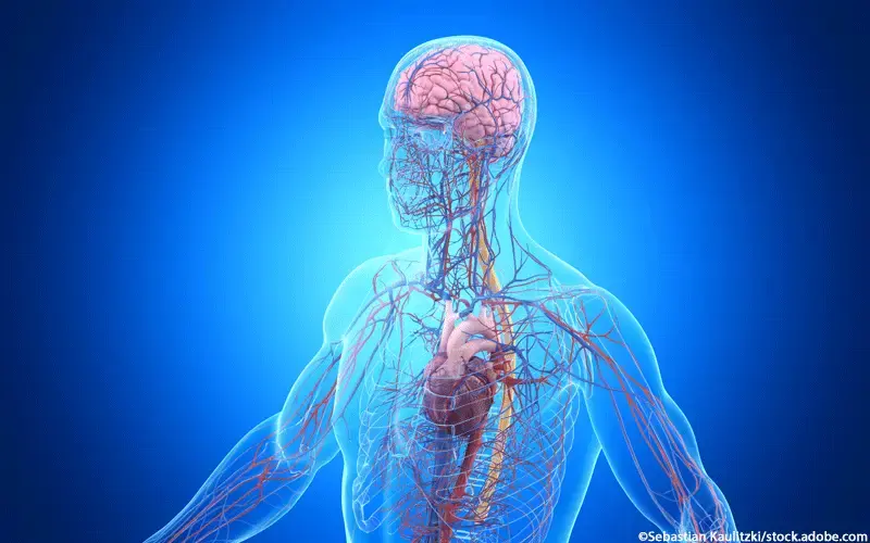 Kardiovaskuläres System