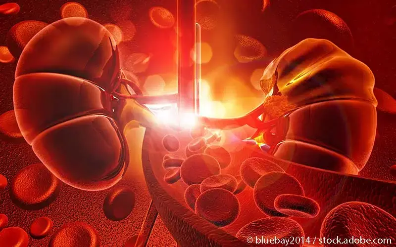 Niere mit Blutzellen